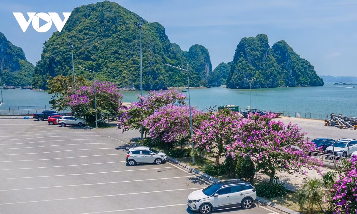 Những con đường bao biển chạy quanh thành phố như Trần Quốc Nghiễn, Trần Quốc Thảo, Kỳ Quan… rực rỡ trong sắc tím tươi tắn của bằng lăng, sắc đỏ rạng rỡ của phượng vĩ, sắc vàng rộn ràng của muồng hoàng yến, phía xa là những đảo đá nhấp nhô.