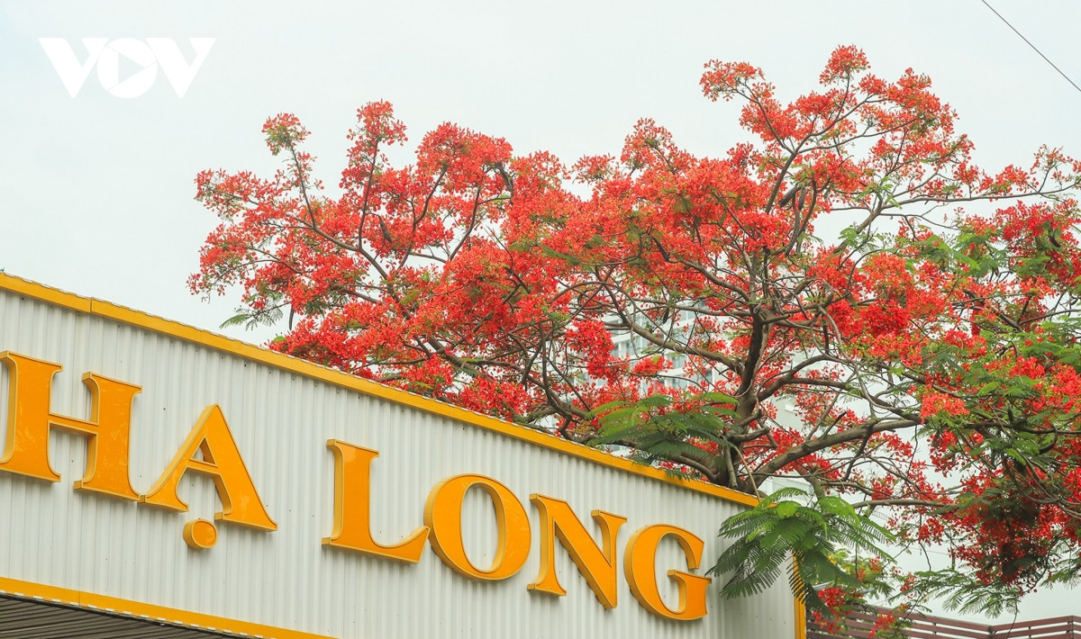 Không kém bằng lăng, sắc đỏ của phượng vĩ cũng khiến phố biển Hạ Long thêm phần ấn tượng trong mắt người dân, du khách.