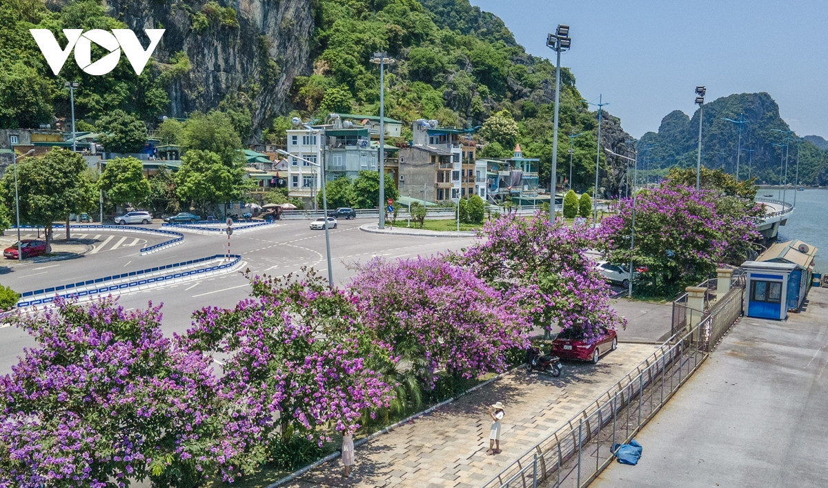 Dưới ánh nắng hè chói chang, bằng lăng như được ướp thêm sắc tím càng trở nên rực rỡ.