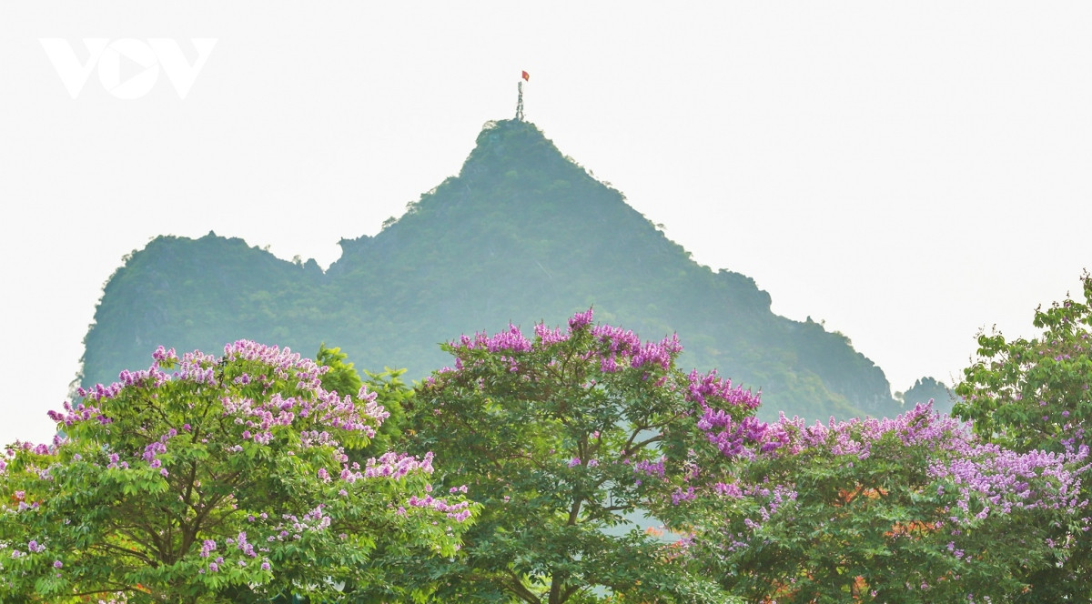 Hoa bằng lăng tím khoe sắc trên nền núi Bài Thơ - một trong những biểu tượng của thành phố bên bờ di sản, tạo nên một góc nhìn độc đáo.