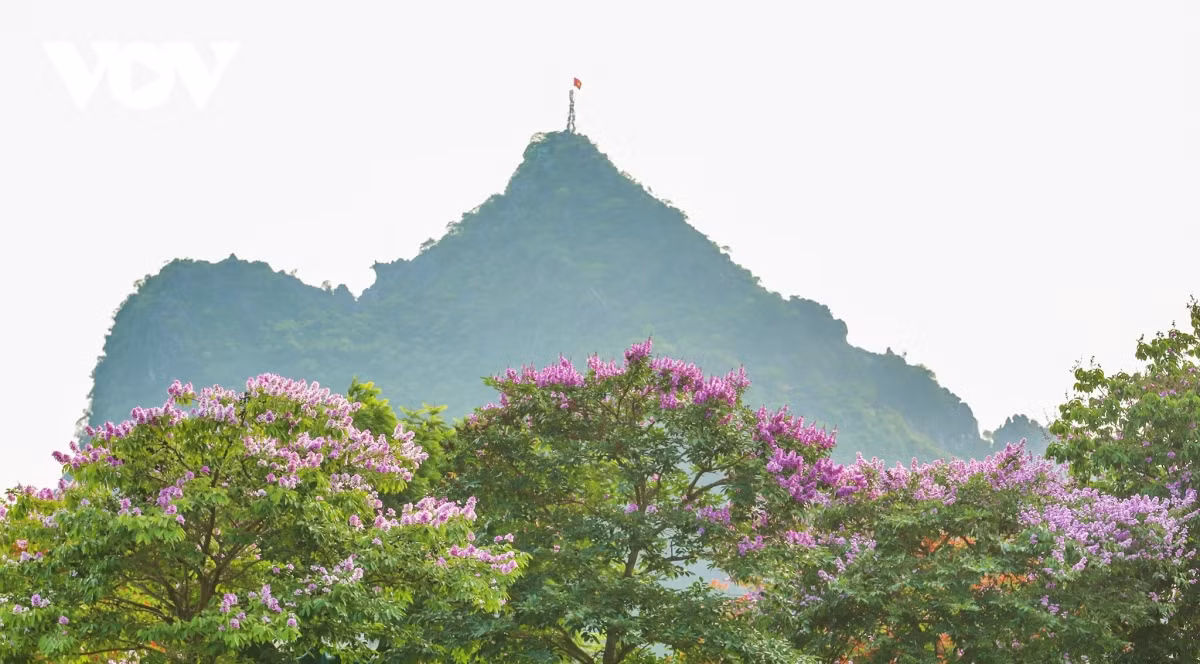 Hoa bằng lăng tím khoe sắc trên nền núi Bài Thơ - một trong những biểu tượng của thành phố bên bờ di sản, tạo nên một góc nhìn độc đáo.