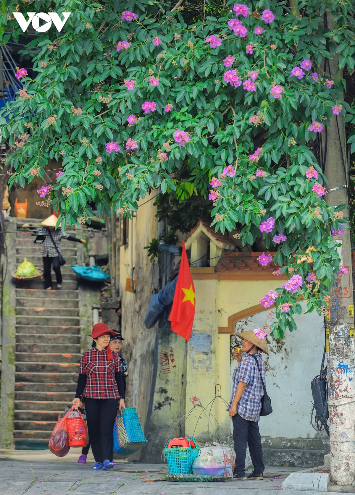 Bằng lăng rủ tán bên con ngõ nhỏ dưới trưa hè, gợi nhắc những khung cảnh của phố thị Hòn Gai xưa.