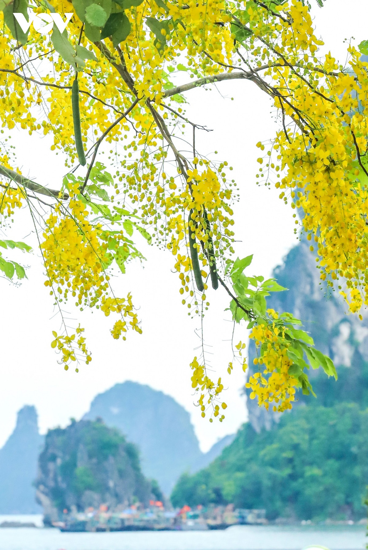 Phần lớn những cây hoa này đều được trồng trong vài năm gần đây khi thành phố mở rộng đường bao biển, tuy nhiên không vì vậy mà sắc hoa kém đi phần rực rỡ.