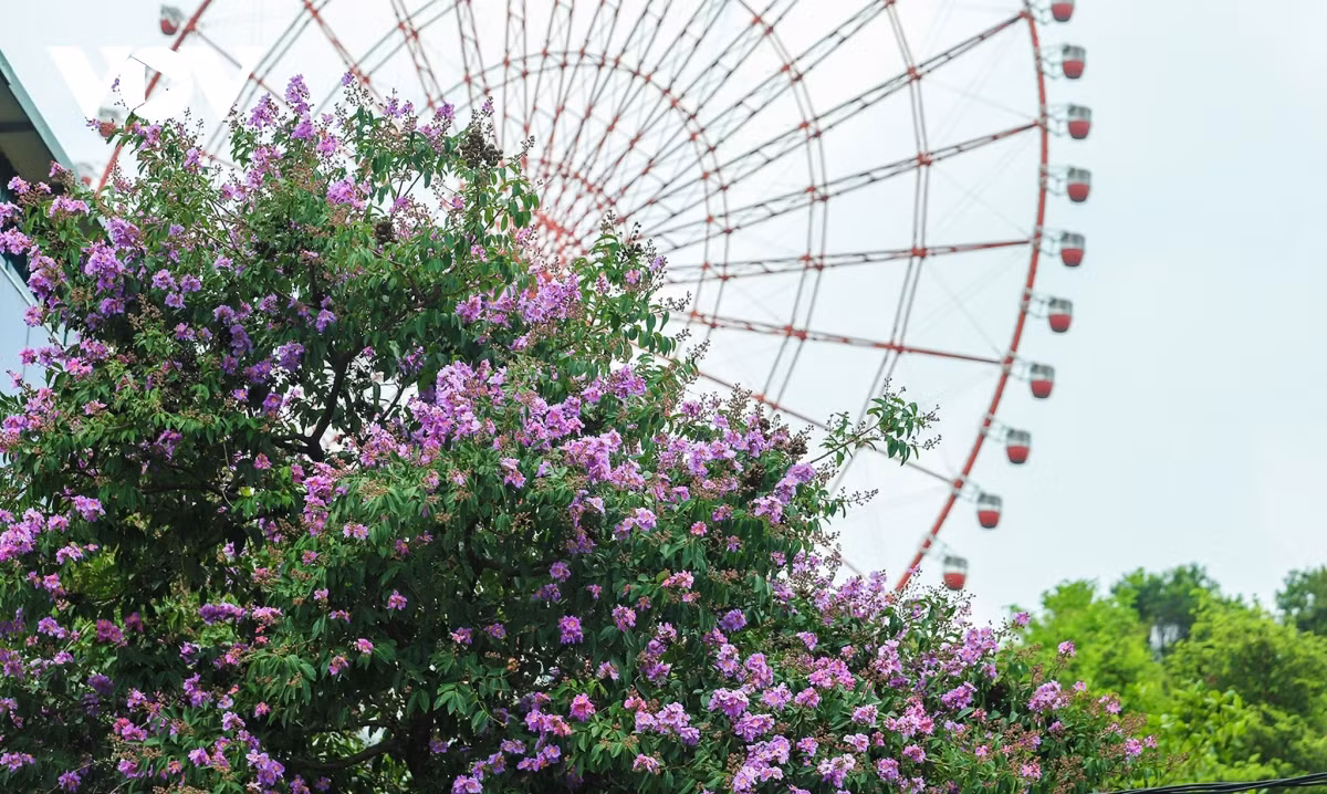 Bất cứ trên con đường nào, du khách cũng có thể bắt gặp sắc bằng lăng tím, khiến cho những con phố, những điểm đến vốn quen thuộc trở nên tươi mới hơn.