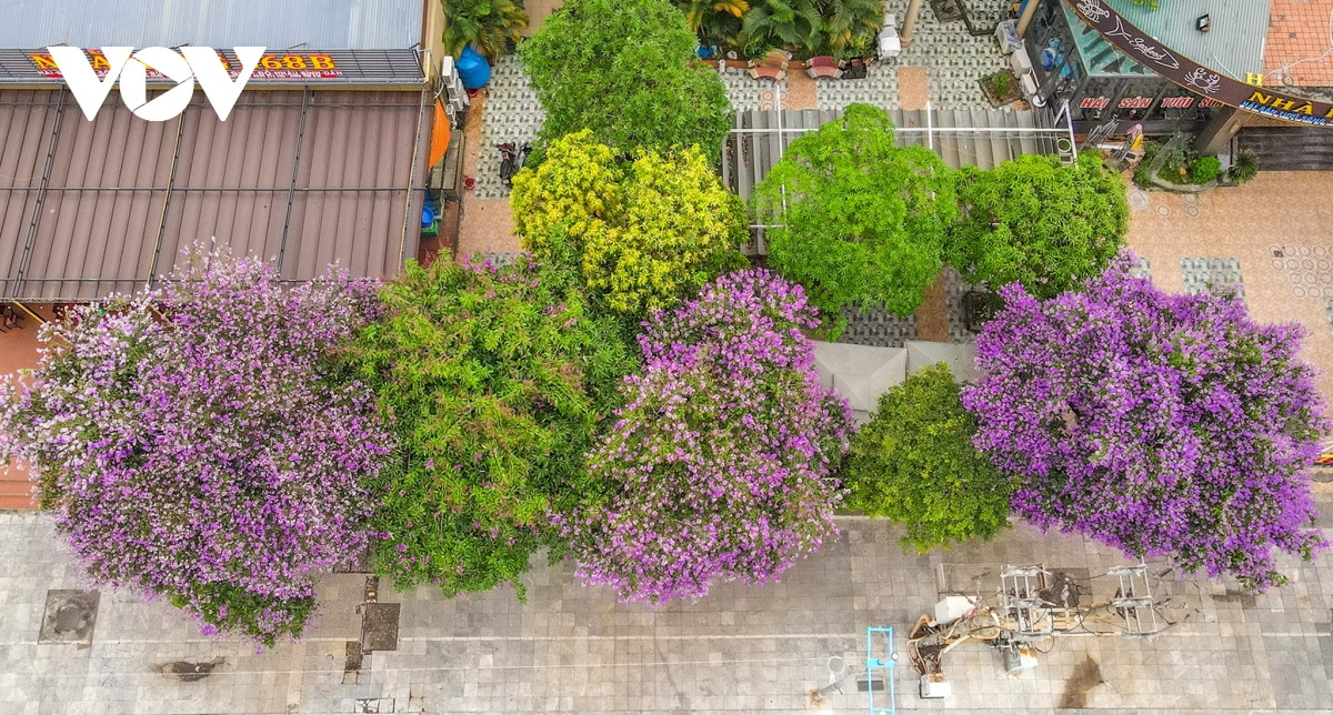 Dọc trục đường các khu du lịch, nhiều cây bằng lăng lâu năm xoè tán rộng, che mát lối đi.