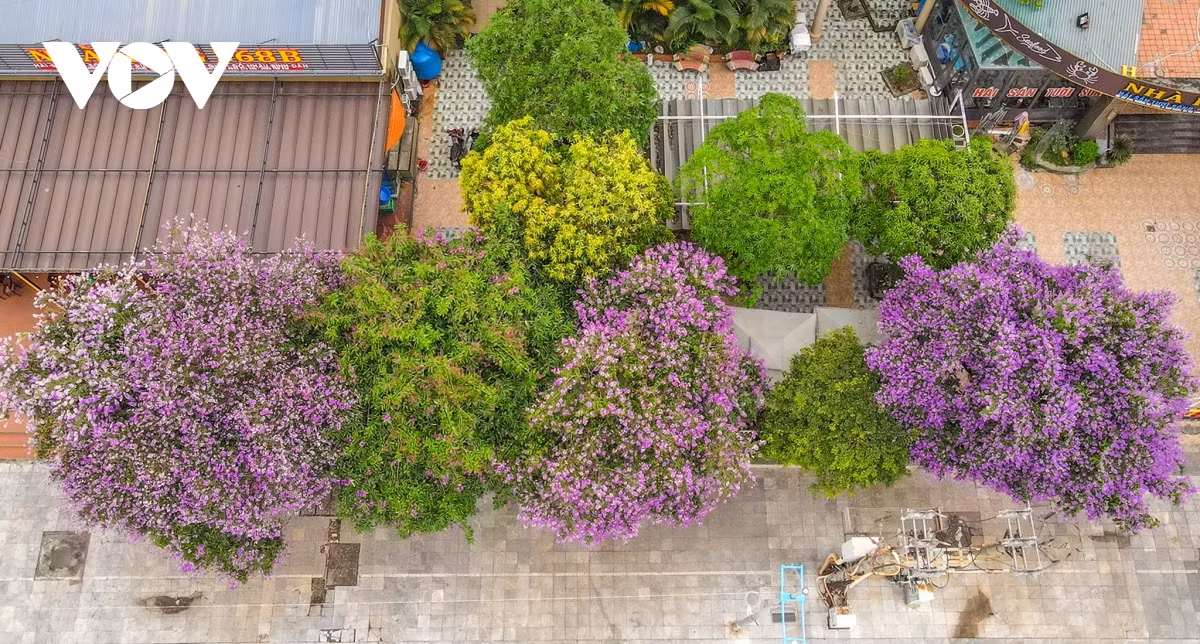 Dọc trục đường các khu du lịch, nhiều cây bằng lăng lâu năm xoè tán rộng, che mát lối đi.