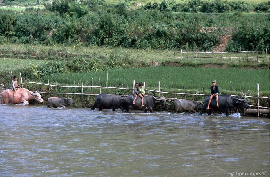 Trẻ em chăn trâu ở một ao nước nằm ven đường từ Sơn La đến Điện Biên Phủ năm 1992. Ảnh: Hpgrumpe.de.