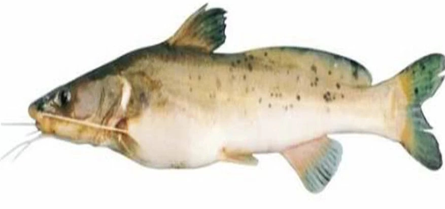 4 loai ca quy hiem song Hong nguy co tuyet chung, co loai 10 trieu/kg-Hinh-2