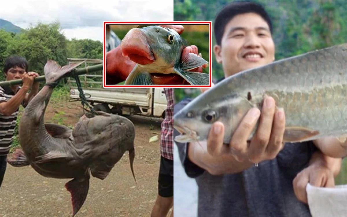 4 loai ca quy hiem song Hong nguy co tuyet chung, co loai 10 trieu/kg