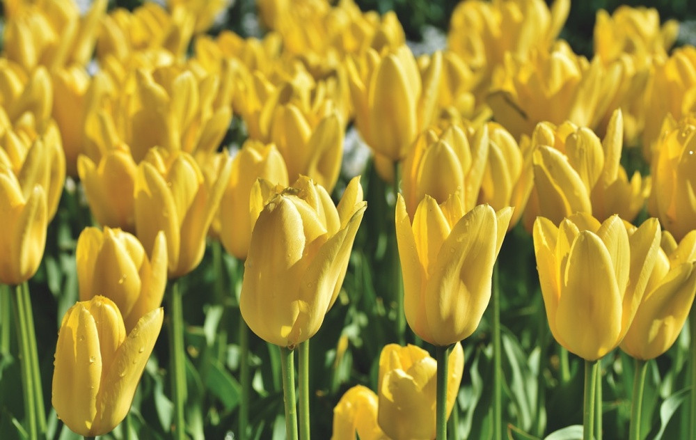 3 con giap khong con ngheo doi, don Tet tung bung