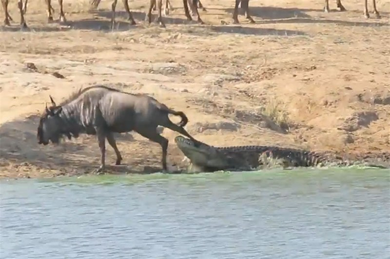 Video: Ha ma cuu linh duong dau bo thoat khoi ham ca sau