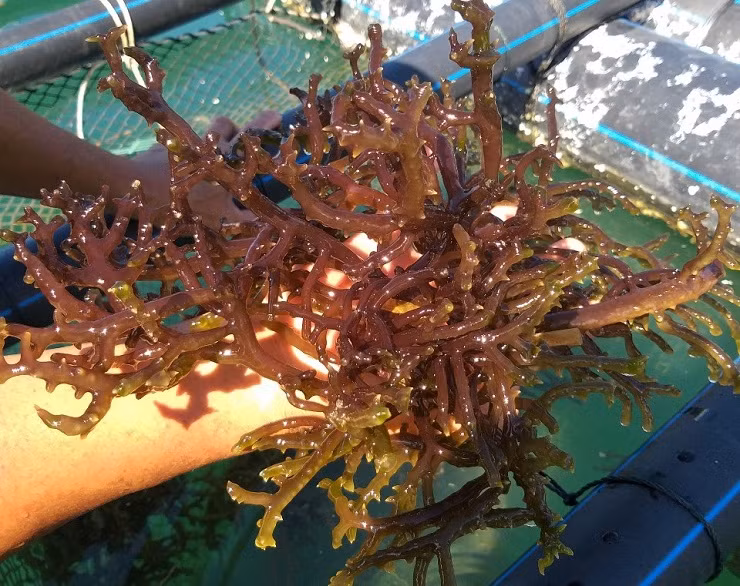 Theo nghiên cứu của các nhà khoa học, rong sụn thuộc ngành tảo đỏ, có nhiều dưỡng chất, hàm lượng dinh dưỡng cao và rất nhiều vitamin.