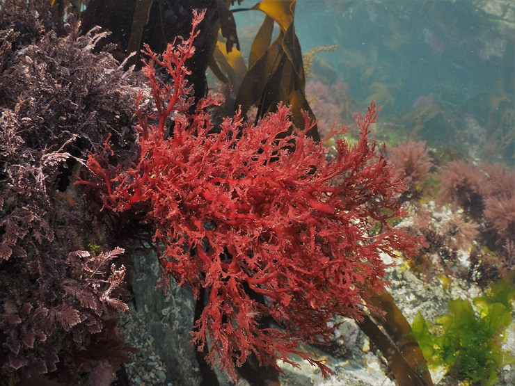 Loại rong tươi 100% từ biển khai thác lên có thể dùng liền hoặc bảo quản mát từ 2-4 ngày.