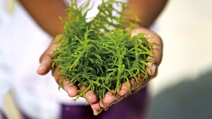 Từ xa xưa, người dân vùng biển Ninh Thuận đã khai thác và sử dụng nguồn rong sụn tự nhiên như một loại thực phẩm thanh nhiệt, giải khát, làm mát cơ thể.