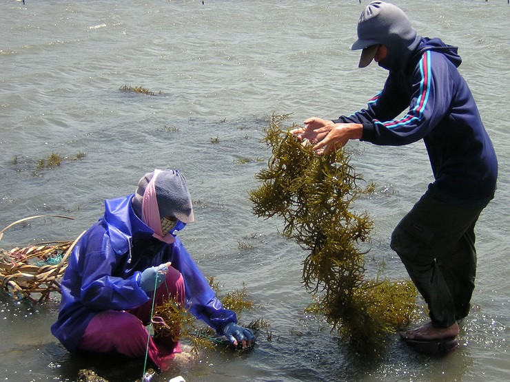 Giá của rong sụn tươi từ 40-50 nghìn đồng/kg.