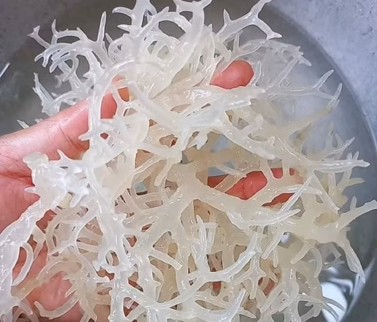 Rong sụn rộ nhất vào những tháng đầu năm nên thời điểm này sản lượng ít khiến giá cao và đắt đỏ, tăng hơn 30% so với cùng kì năm ngoái.