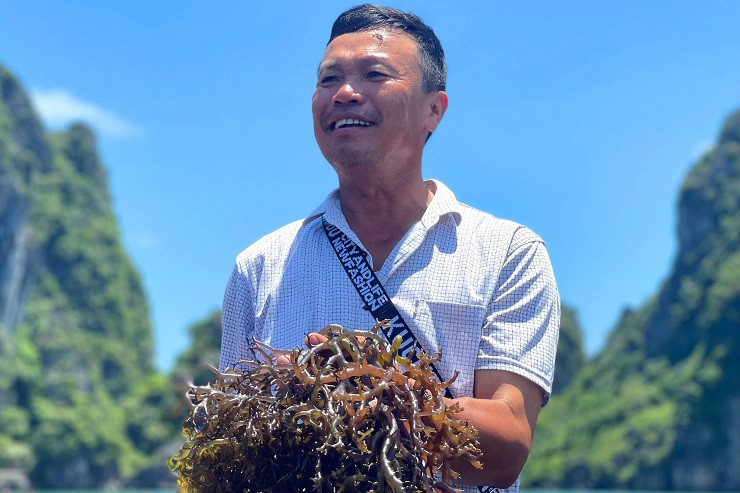 Một số hộ gia đình đã thu về tiền tỷ nhờ trồng loại rong này.