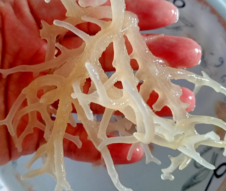 Trong khi đó rong sụn muối có giá từ 75-100 nghìn đồng/kg.