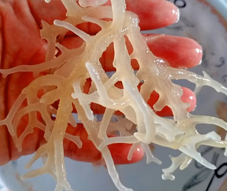 Trong khi đó rong sụn muối có giá từ 75-100 nghìn đồng/kg.