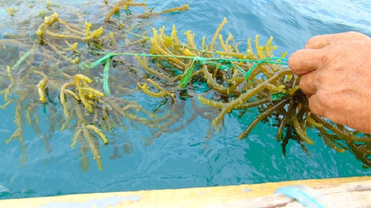 Loại rong này đã được trồng thành công ở nhiều tỉnh của nước ta như Nha Trang, Ninh Thuận, Khánh Hoà, Phú Yên, Kiên Giang, Quảng Ninh.