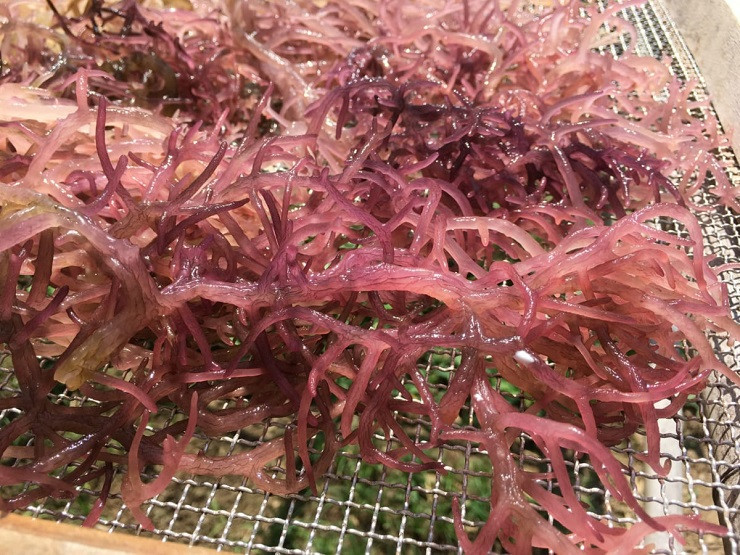 Rong sụn tươi có nhiều loại, nhiều màu sắc như trắng, cam, tím, xanh…