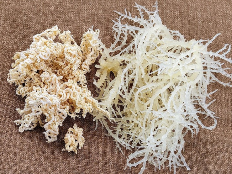 Người dân thường làm rong sụn khô muối hoặc rong sụn khô sạch để bảo quản được lâu hơn.