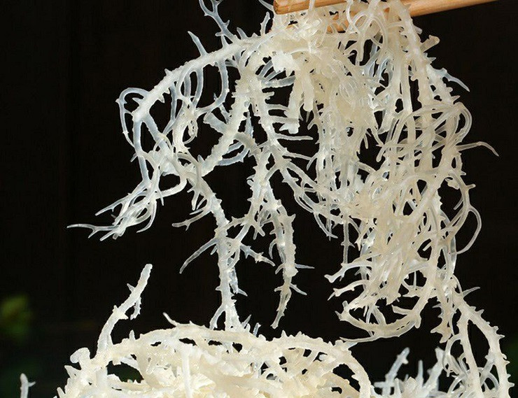 Kèm theo đó là lượng lớn thành phần Colagel tự nhiên nên được ví như yến sào đại dương hoặc nhân sâm biển.