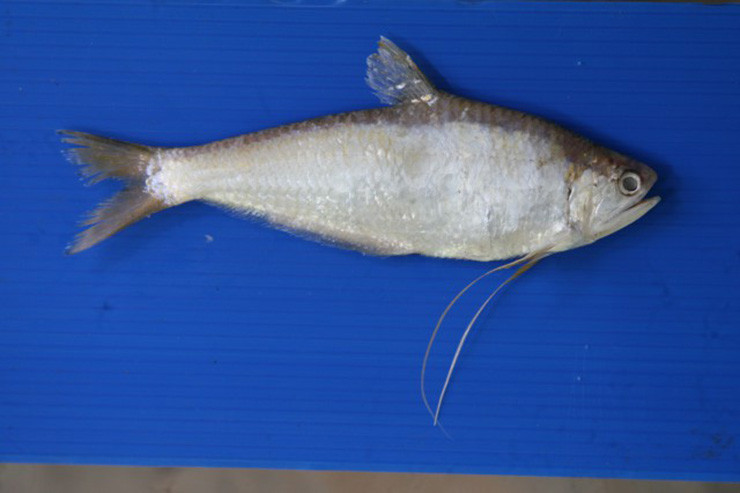 Đây là loại cá thân mềm do bộ xương hom không cứng, thịt nhão, nhiều xương