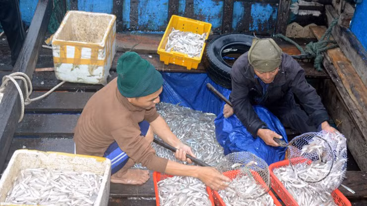 Cá lẹp tuy béo nhưng khi kho nấu thường thịt cá sẽ nhanh rời ra cùng mỡ tan trong nước khiến nước kho đục