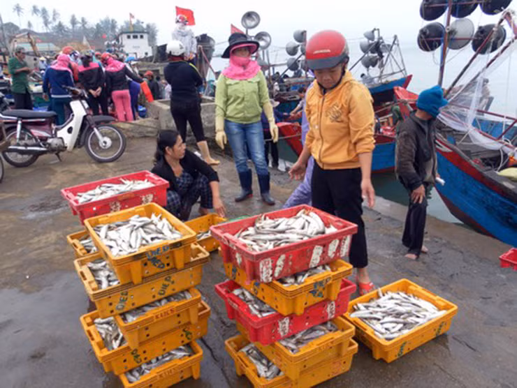 Với những người dân ở miền biển, chắc hẳn cá lẹp không còn xa lạ, nhưng với những người ở thành phố, thứ cá này khá lạ lẫm