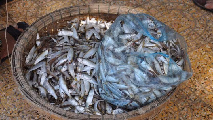 Cá lẹp là một loài cá biển trong họ Engraulidae, sống trong vùng nước lợ hay nước mặn nhiệt đới