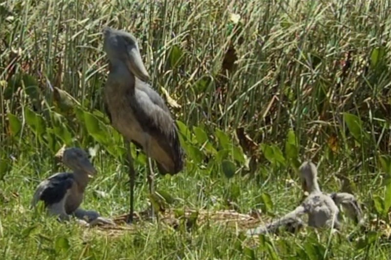 Sự độc ác kinh hoàng của loài cò mỏ giày ảnh 1