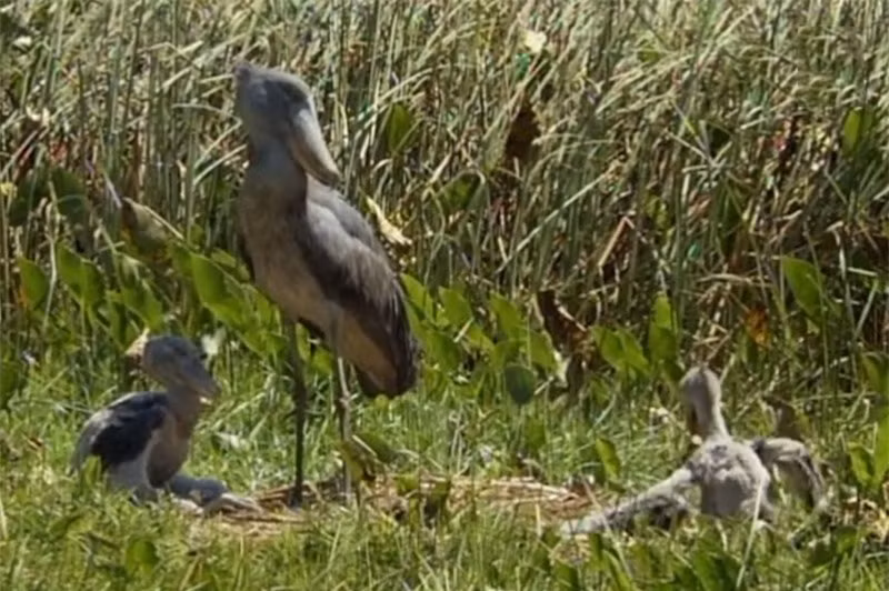 Sự độc ác kinh hoàng của loài cò mỏ giày ảnh 1