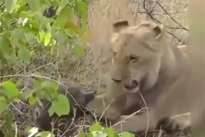 Video: Su tu hanh ha khi dau cho da man