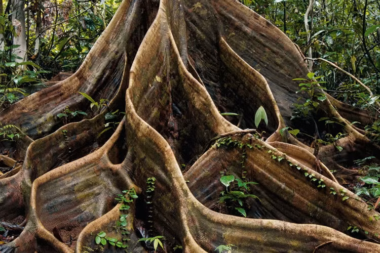 Borneo, 2011: Bộ rễ khổng lồ của một cây cổ thụ trong rừng già trông giống như một tác phẩm nghệ thuật bậc thầy.
