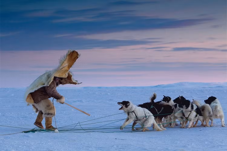 Bức ảnh năm 2010 này chụp một thổ dân người Inuk mạn Bắc Greenland huấn luyện chó kéo xe chống trả gấu Bắc Cực