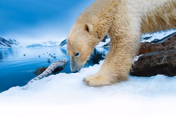 Spitzbergen 1996: Một chú gấu Bắc Cực ở Vịnh Holmiabukta và đằng sau là một bộ xương cá voi.