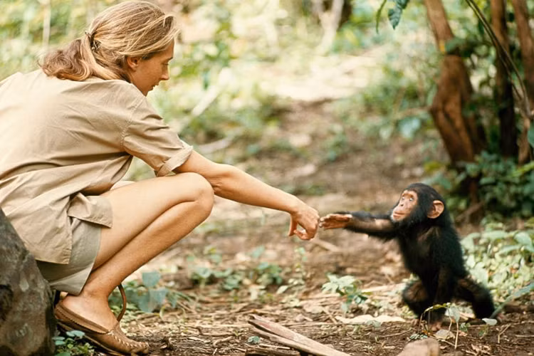 Bức ảnh chụp năm 1964 về nhà nghiên cứu Jane Goodall và chú khỉ mới sinh này cũng nổi tiếng thế giới.