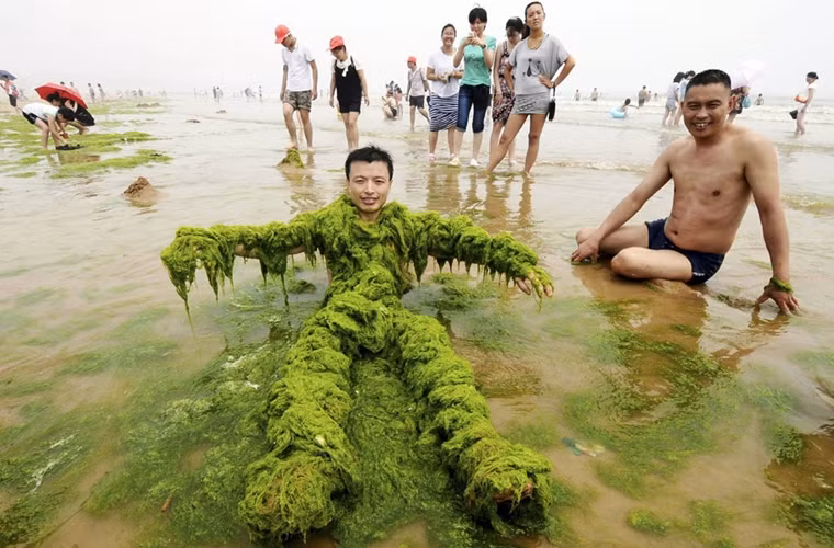 Tảo xanh phủ kín bãi biển Thanh Đảo.