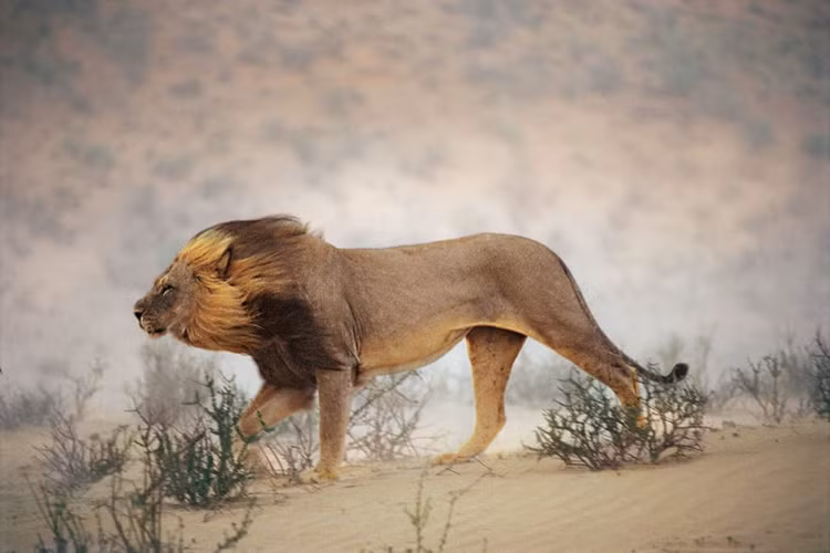 Nam Phi, 1996: Bức ảnh chụp sư tử đi qua lòng sông cạn ở Công viên Quốc gia Kalahari Gemsbok.