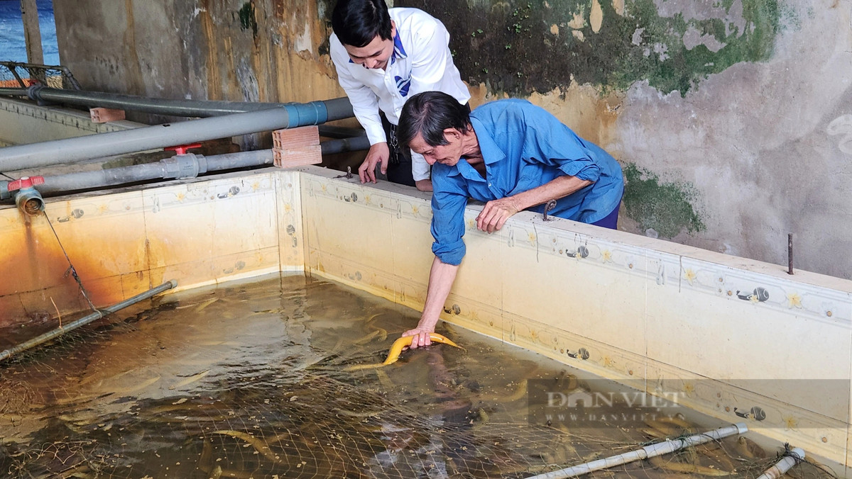 Cần Thơ: Thu tiền tỷ từ nuôi lươn không bùn Can Tho: Thu tien ty tu nuoi luon khong bun