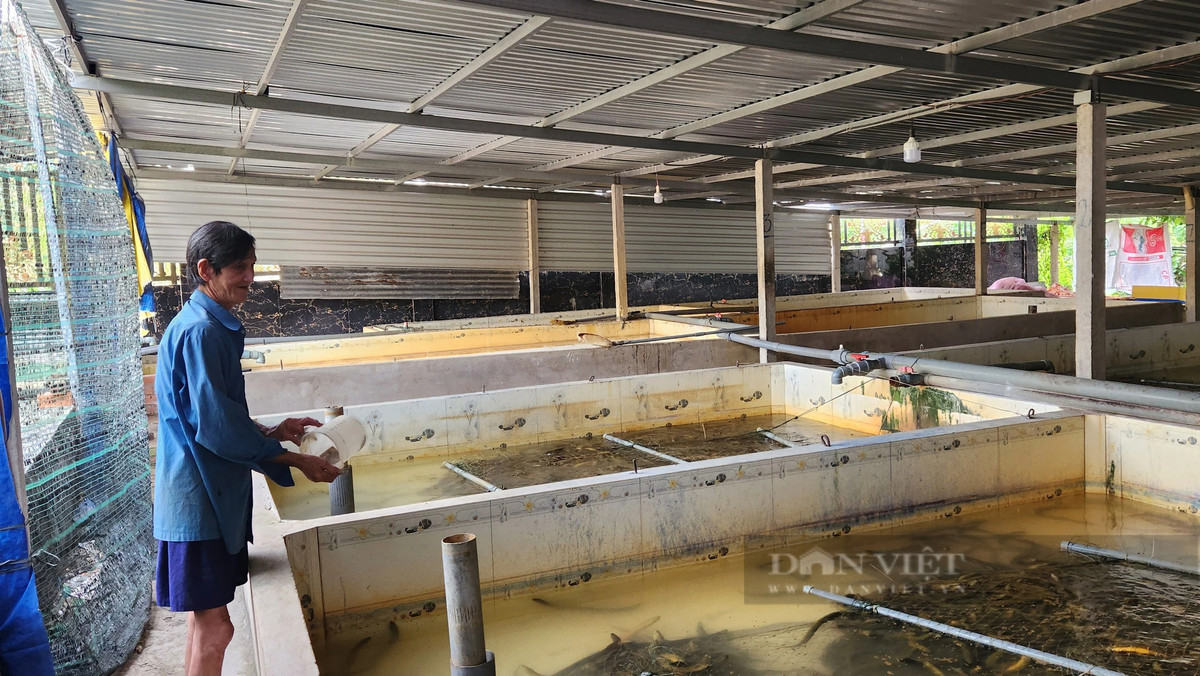Cần Thơ: Thu tiền tỷ từ nuôi lươn không bùn - Hình 2 Can Tho: Thu tien ty tu nuoi luon khong bun-Hinh-2