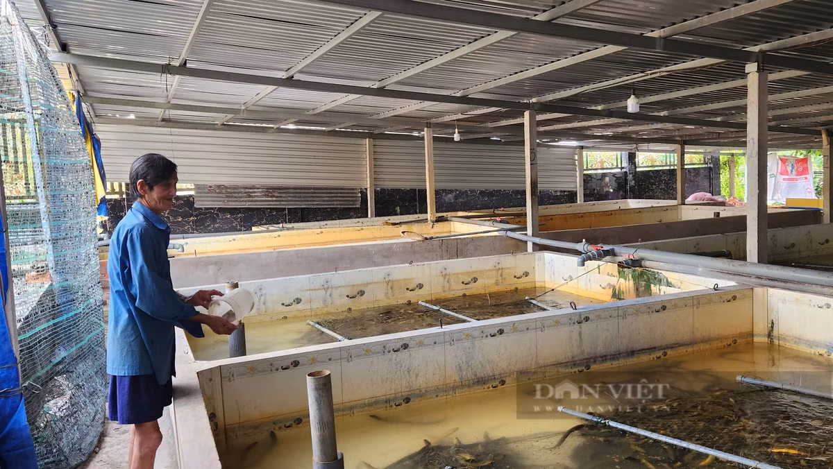 Can Tho: Thu tien ty tu nuoi luon khong bun-Hinh-2