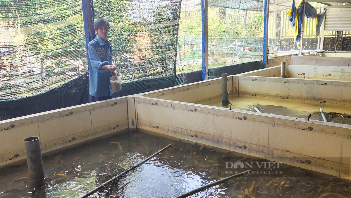 Cần Thơ: Thu tiền tỷ từ nuôi lươn không bùn - Hình 4 Can Tho: Thu tien ty tu nuoi luon khong bun-Hinh-4