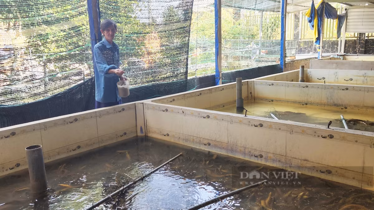 Can Tho: Thu tien ty tu nuoi luon khong bun-Hinh-4