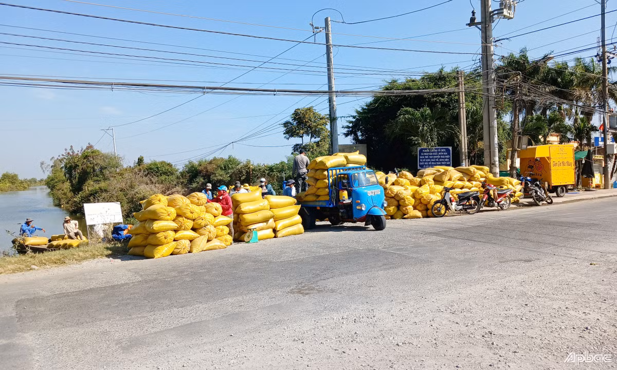 Gia lua dong xuan tang cao, nong dan Tien Giang tat bat thu hoach