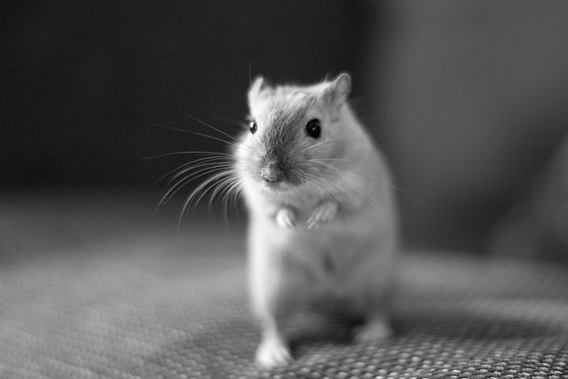 Xảy ra vào thế kỷ 14, Cái Chết Đen được goi là đại dịch thảm khốc bậc nhất lịch sử nhân loại khi giết chến khoảng 25 triệu người, chủ yếu ở châu Âu. Nguồn gốc của dịch bệnh này là khuẩn dịch hạch Yersinia pestis ký sinh trên loài chuột.