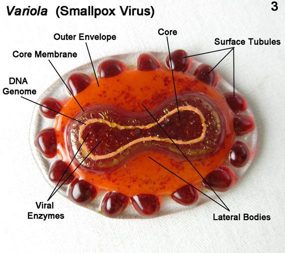 Trên phương diện dịch tễ học, đậu mùa là một căn bệnh truyền nhiễm gây bởi hai dạng virus Variola major và Variola minor, với triệu chức điển hình là gây ra những vết ban nổi sần đỏ đặc trưng, sau đó da bị phồng rộp những vết sần chứa nước, để lại sẹo.