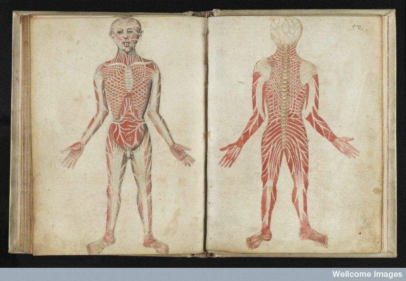 Giải thích của Galenus về y học giải phẫu được thực hiện trên khỉ và lợn (do việc giải phẫu người không được phép thực hiện vào thời đó), dù còn nhiều điều không chính xác, nhưng đã có một số sự tiệm cận với kiến thức y khoa hiện đại.