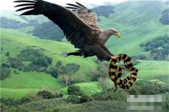 Loai chim lon nhat ma con nguoi biet den la gi?-Hinh-2